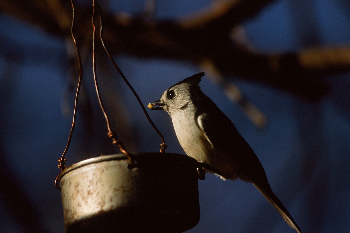 Black-crested Titmouse - Mike Andersen