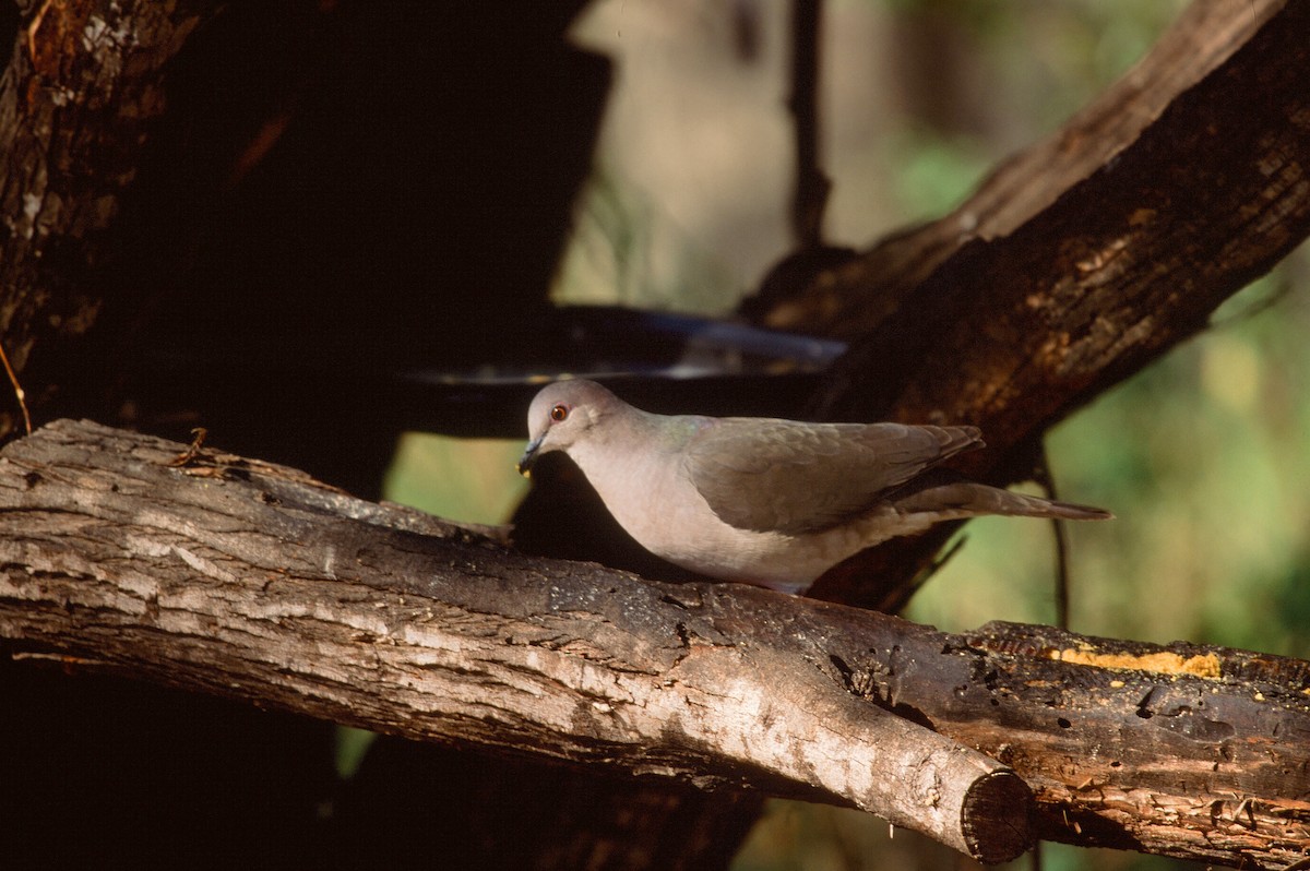 White-tipped Dove - Mike Andersen