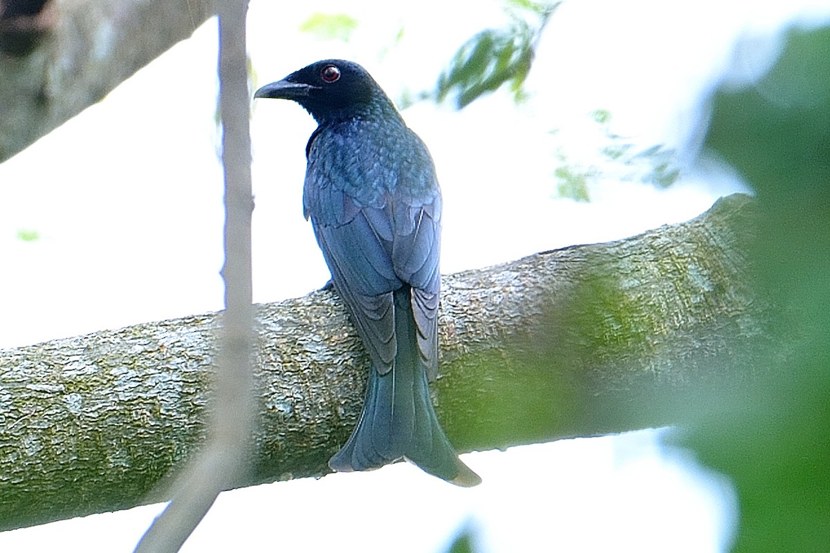 Crow-billed Drongo - Choong YT