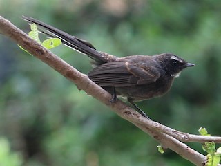  - White-throated Fantail