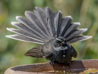  - White-throated Fantail