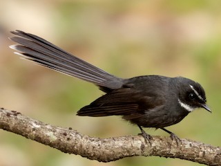  - White-throated Fantail