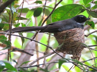  - White-throated Fantail