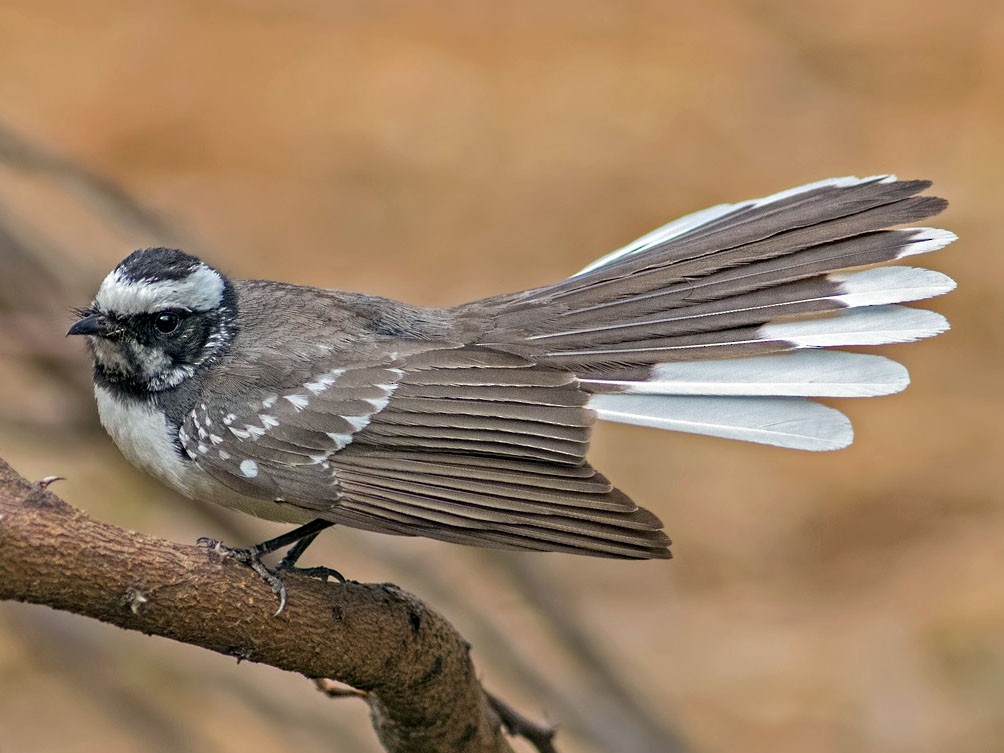 マミジロオウギビタキ eBird