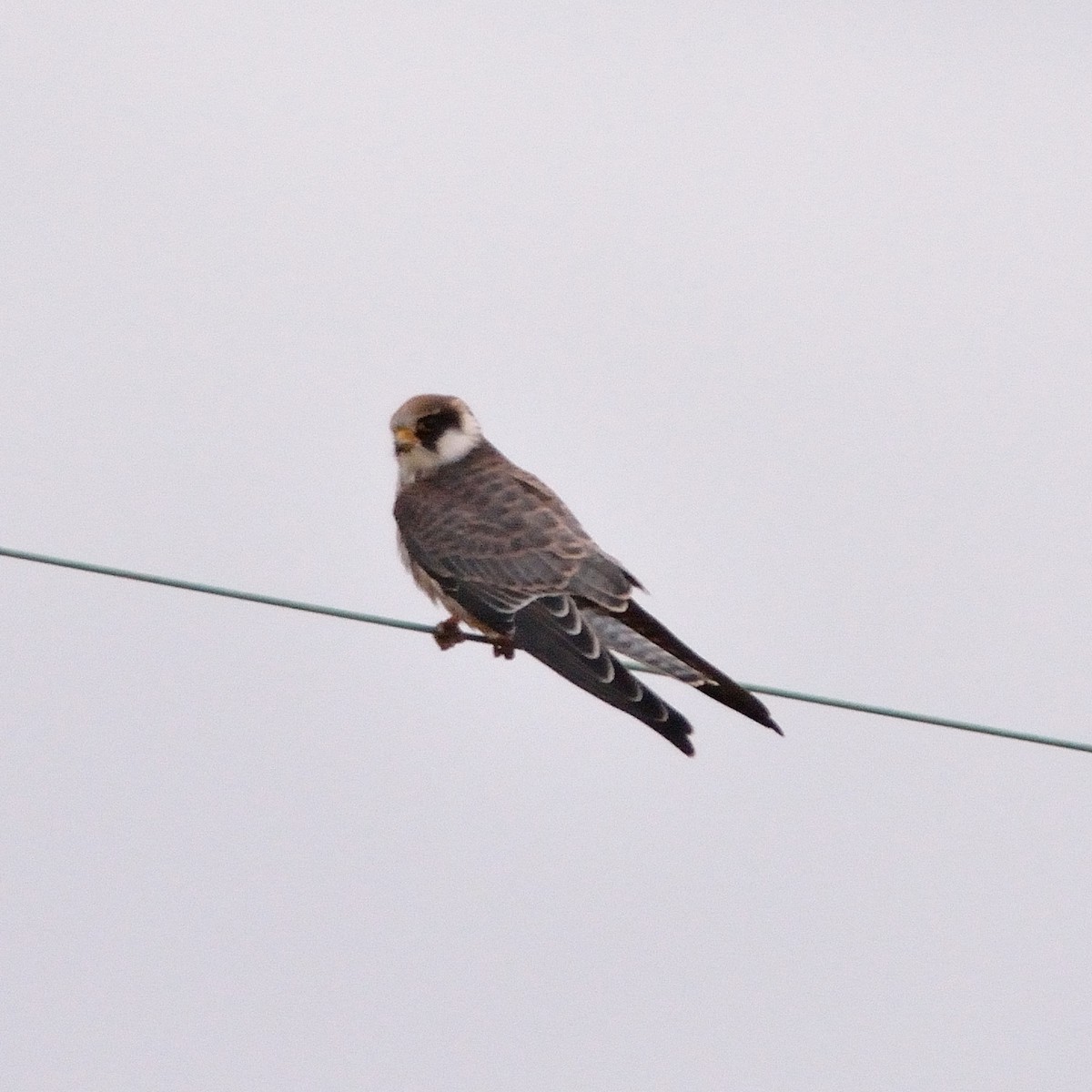 Red-footed Falcon - ML148957251