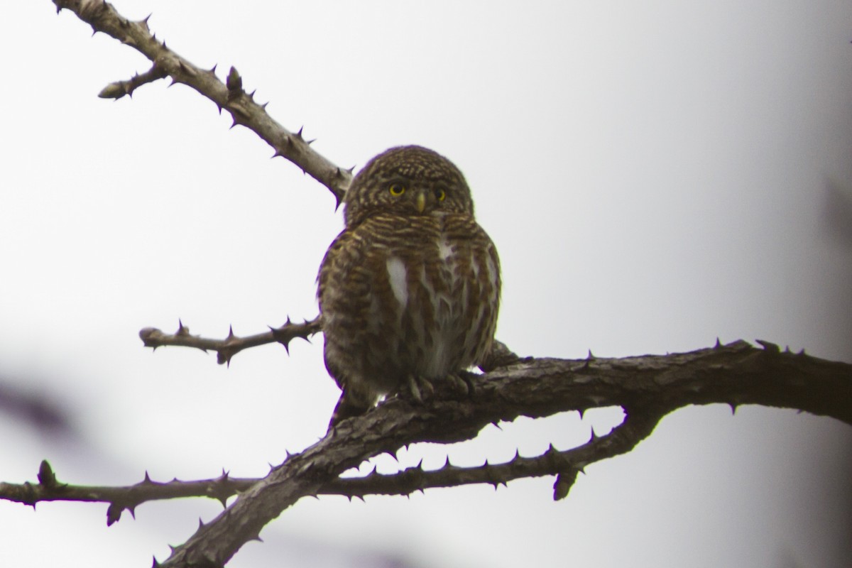 Collared Owlet - Paul Hyde