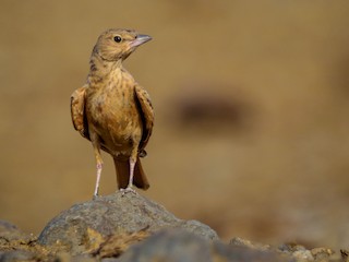  - Rufous-tailed Lark