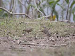  - Rufous-tailed Lark