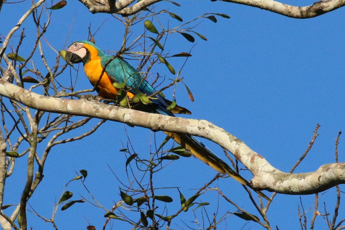 Blue-and-yellow Macaw - Leith Woodall