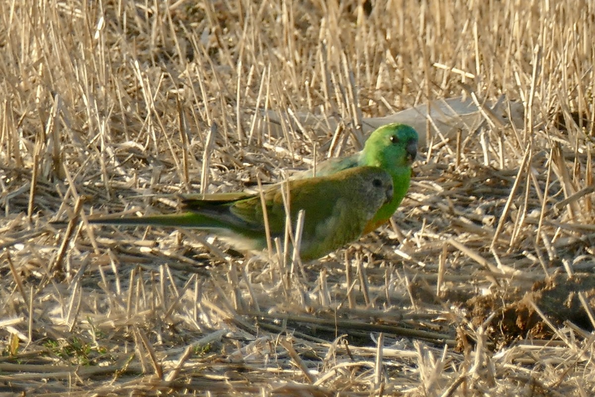 Red-rumped Parrot - ML148959521