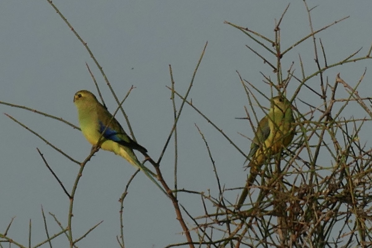 Blue-winged Parrot - ML148959601