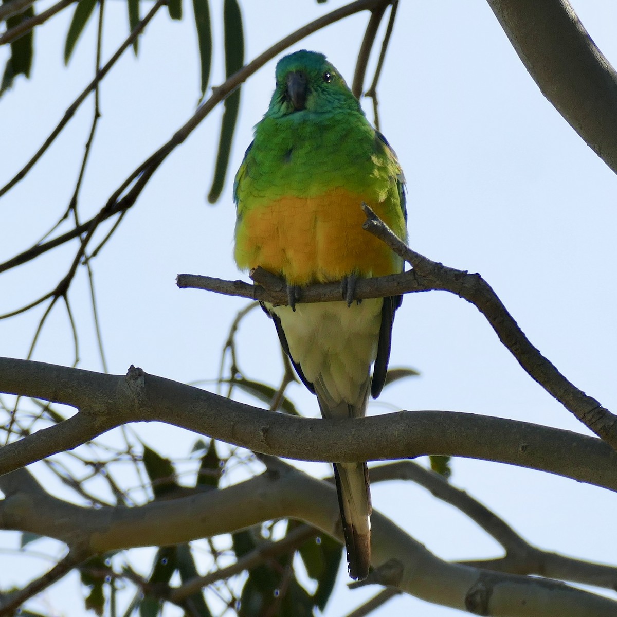 Red-rumped Parrot - ML148959781