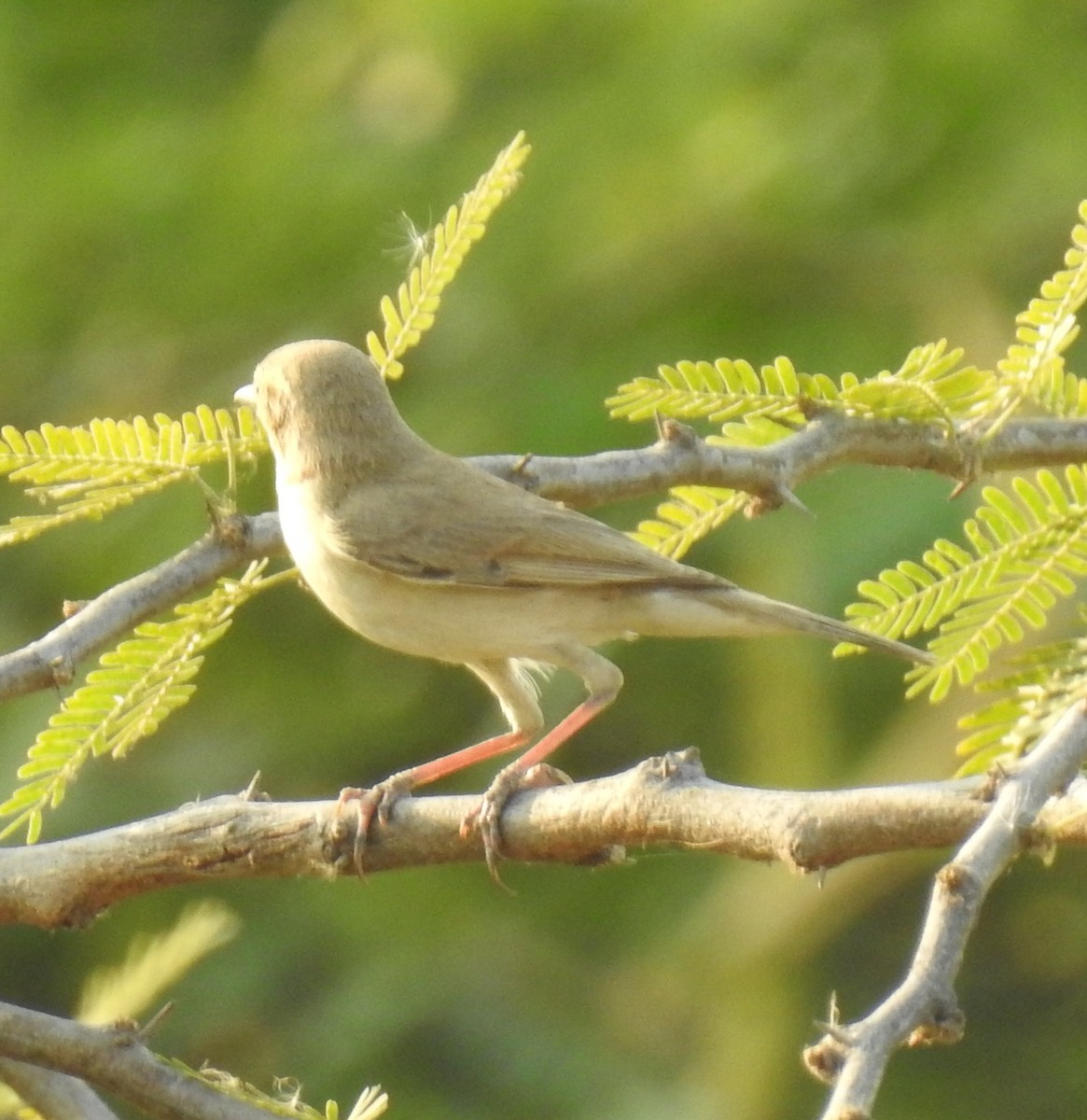 Booted Warbler - ML148961181