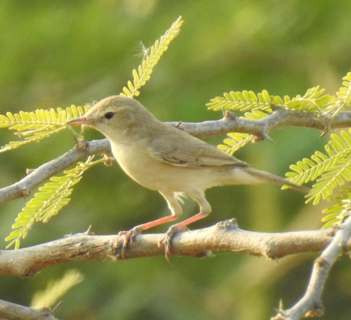 Booted Warbler - ML148961191