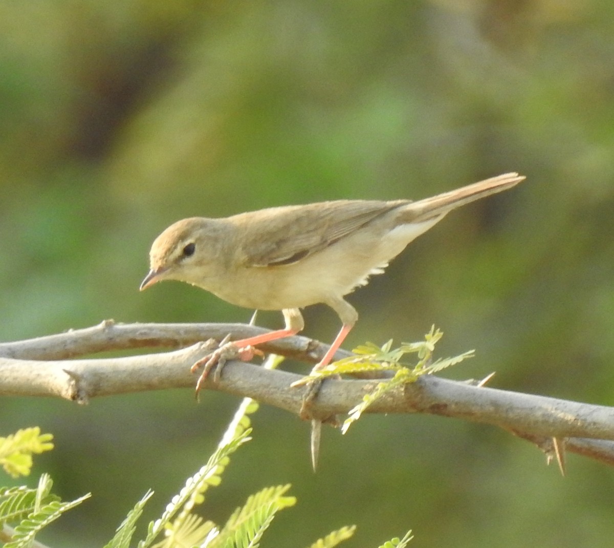 Booted Warbler - ML148961201