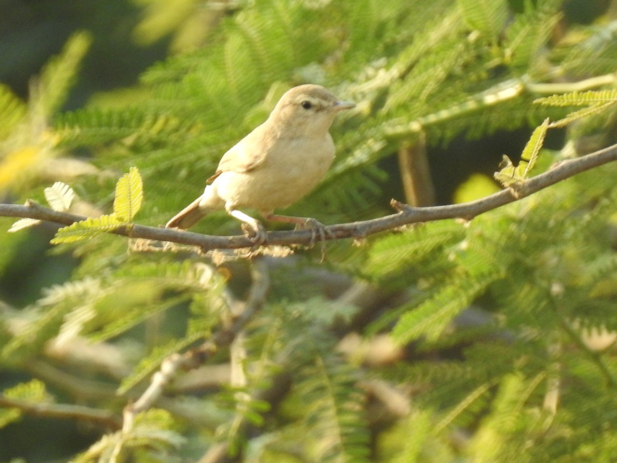 Booted Warbler - ML148961231