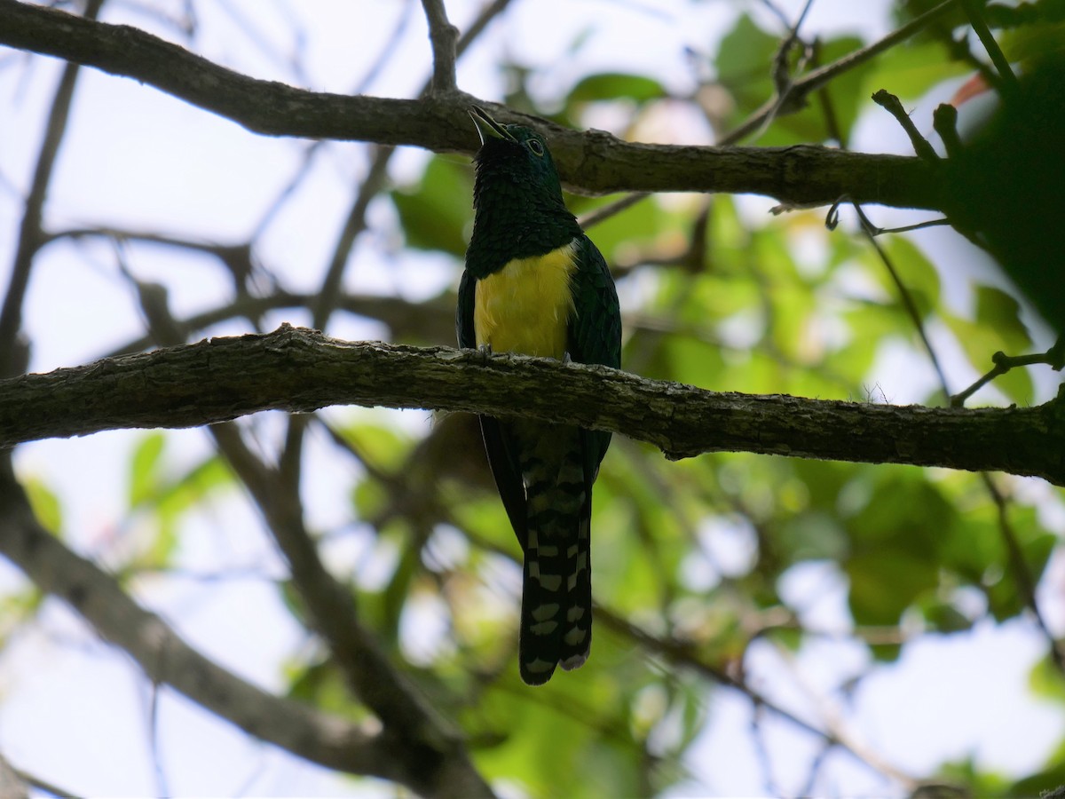 African Emerald Cuckoo - Frank Coman
