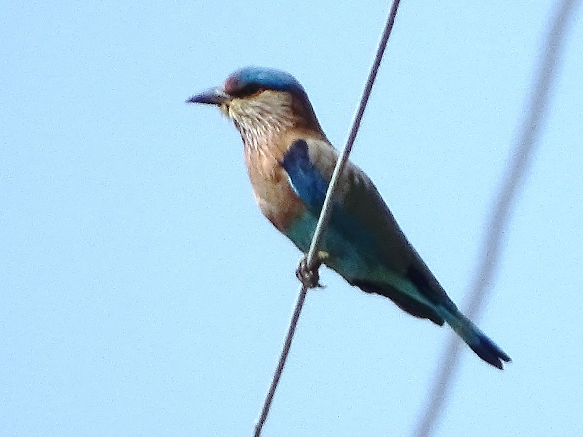 Indian Roller - Sukhwant S Raj