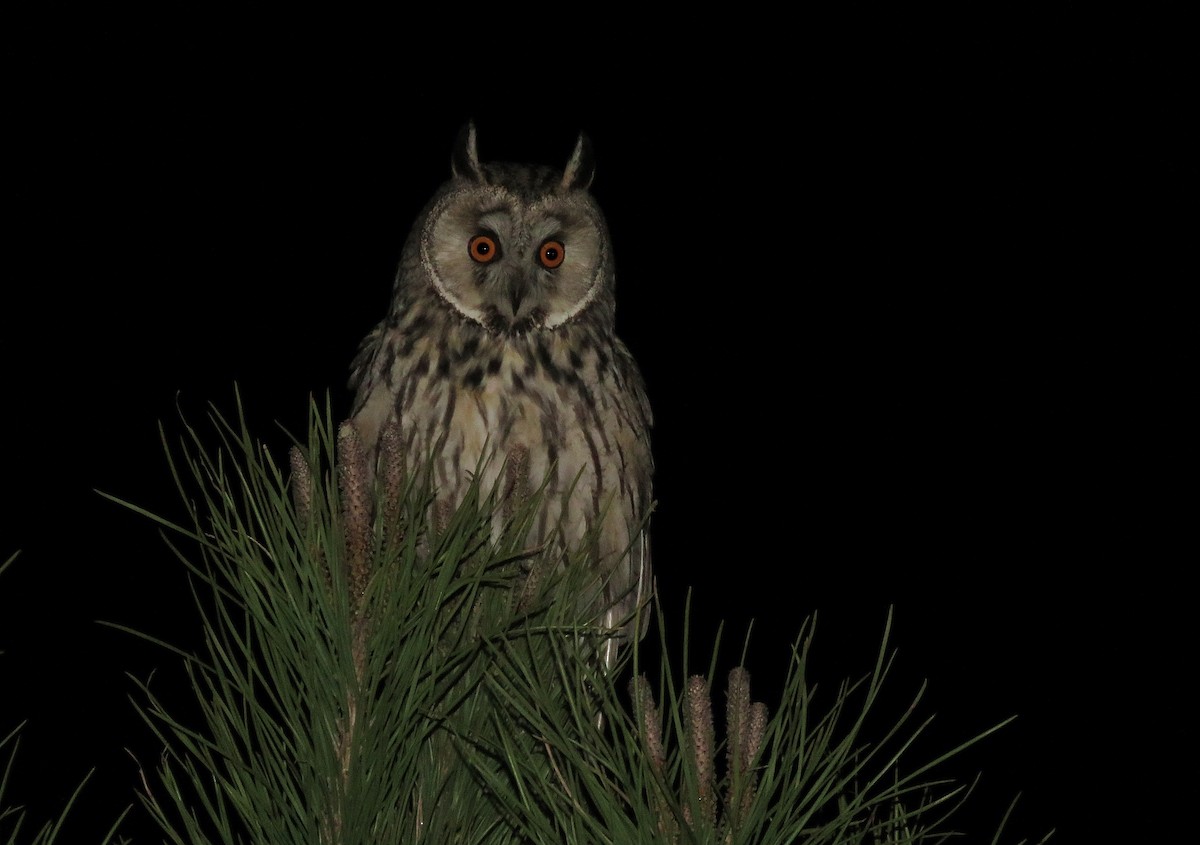 Long-eared Owl - Miguel Rodríguez Esteban