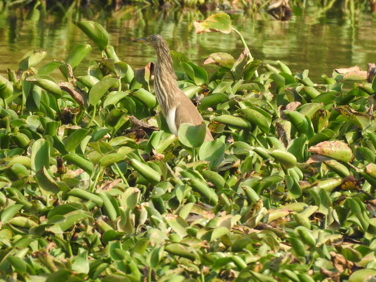 Indian Pond-Heron - Arulvelan Thillainayagam