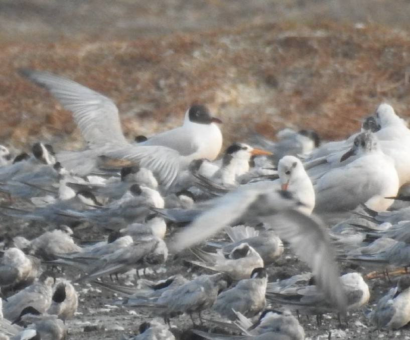 Lesser Crested Tern - Sudheesh  Mohan