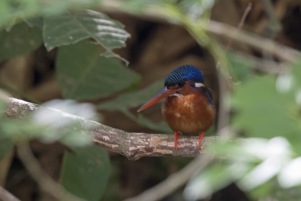 Blue-eared Kingfisher - Rodolfo Quinio