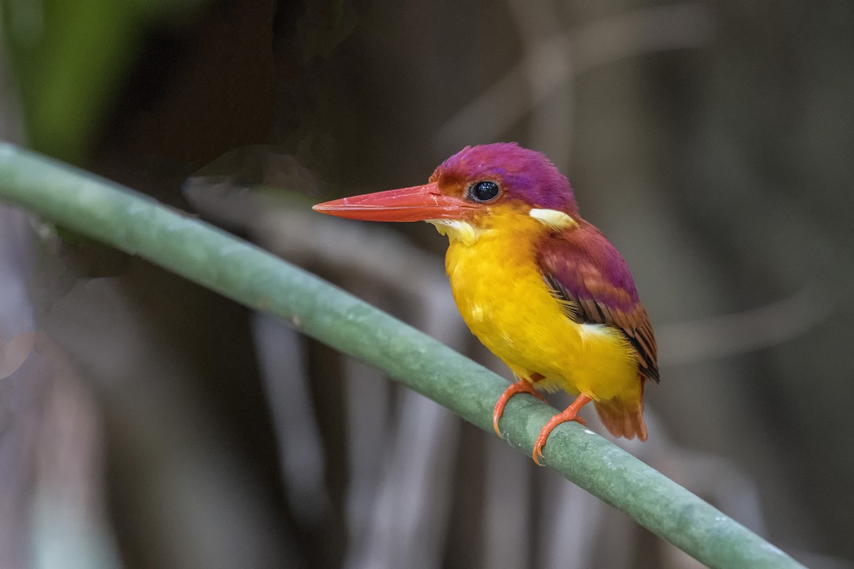 Rufous-backed Dwarf-Kingfisher - Rodolfo Quinio
