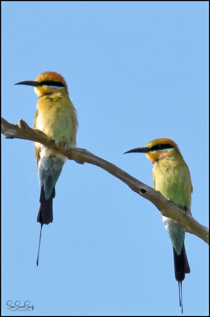 Rainbow Bee-eater - Ashlee Smith