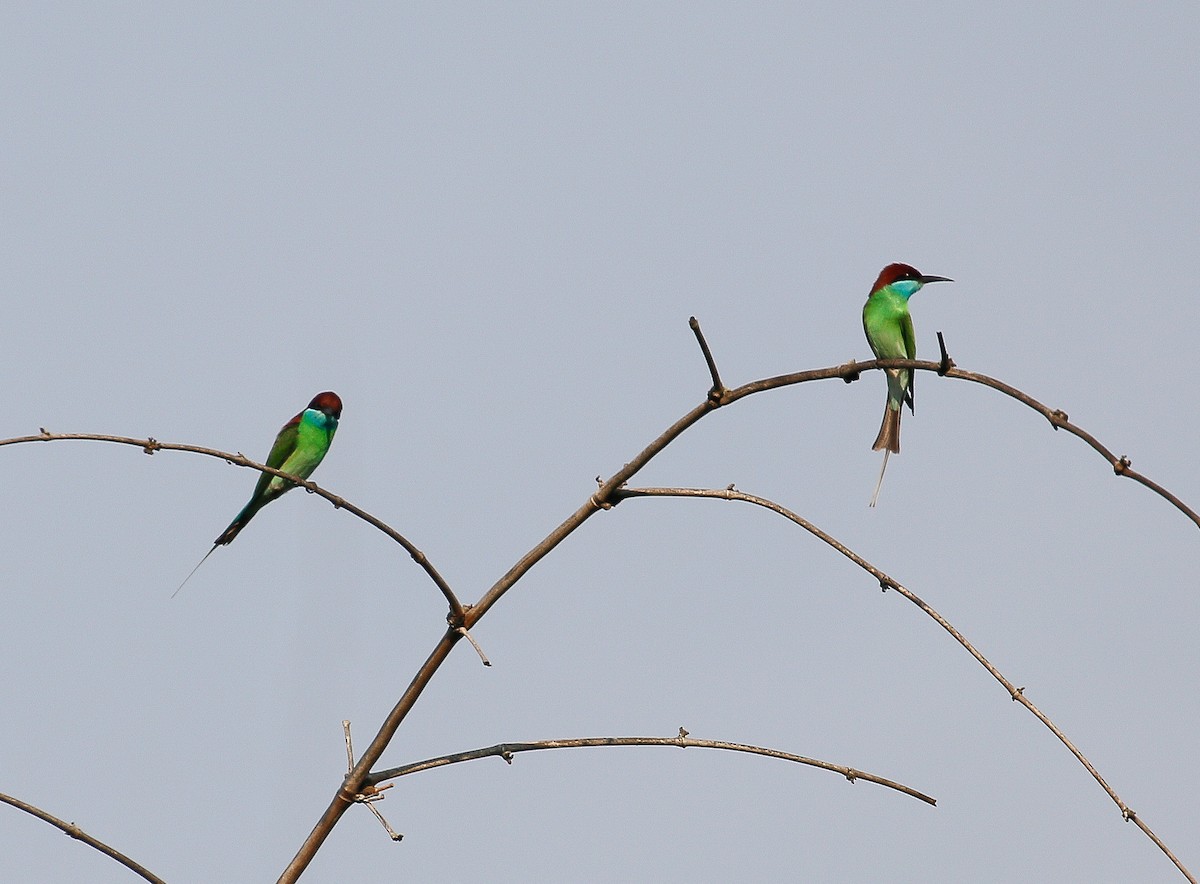 Blue-throated Bee-eater - ML148969181