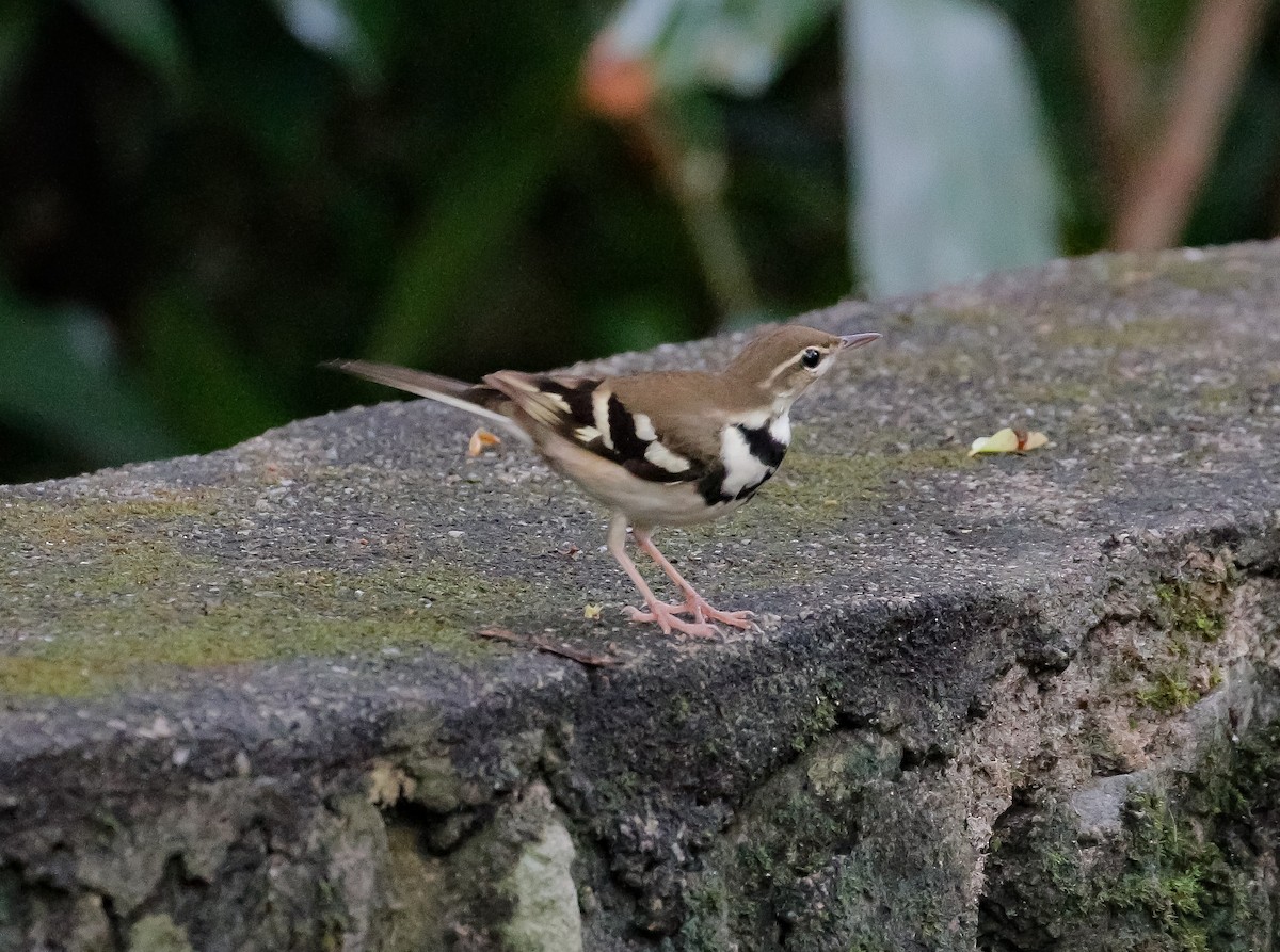 Forest Wagtail - Neoh Hor Kee