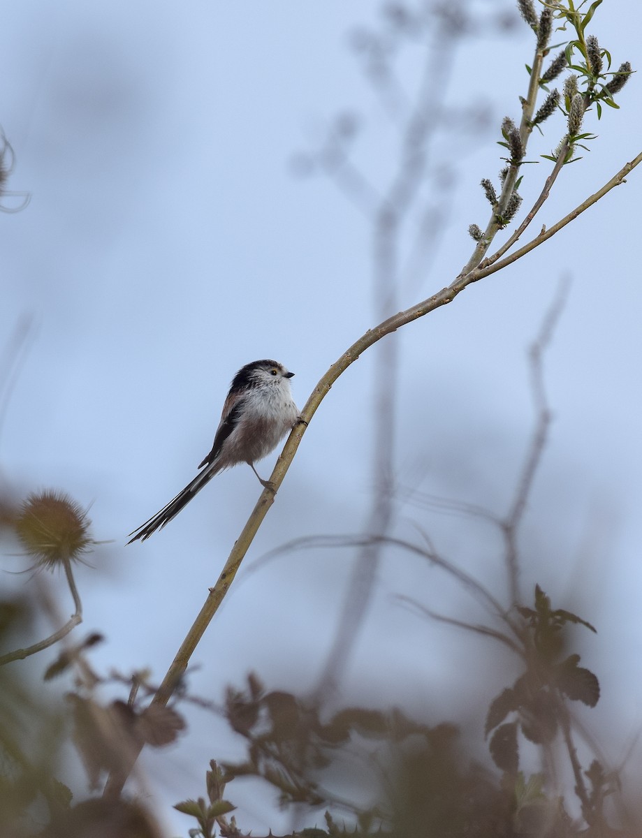 Long-tailed Tit - Bethan Clyne
