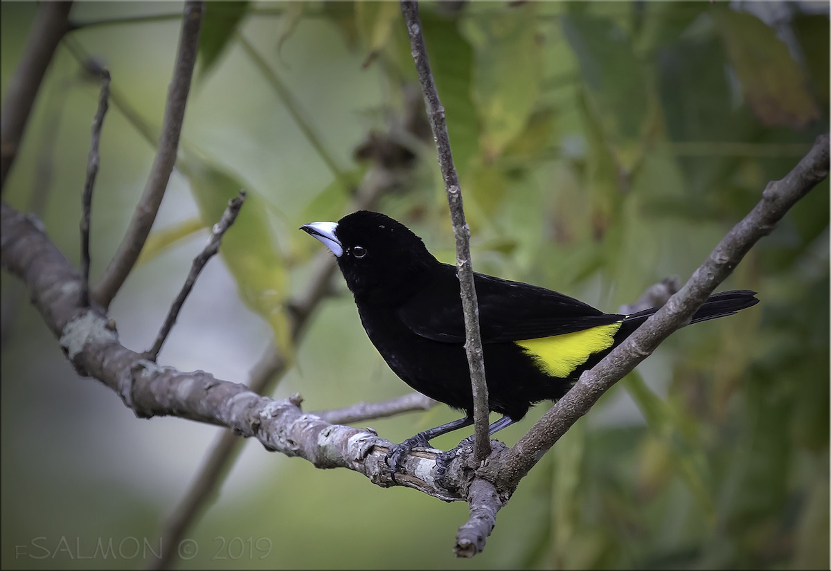 Flame-rumped Tanager - ML148970671