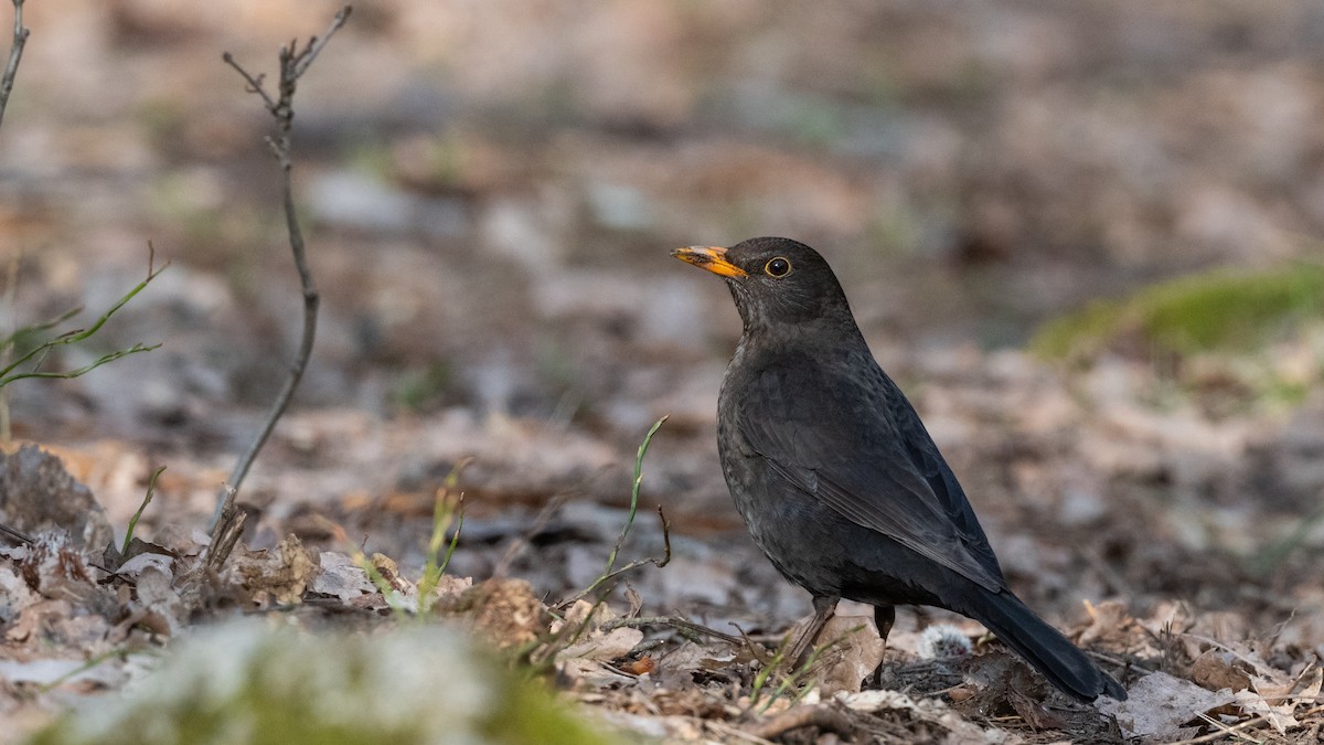Eurasian Blackbird - Hans Norelius