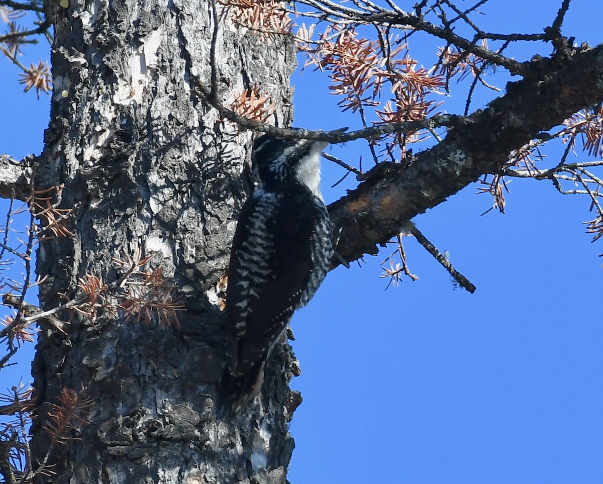 American Three-toed Woodpecker - Timothy Spahr