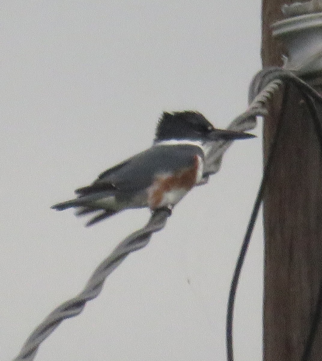 Belted Kingfisher - ML148977521