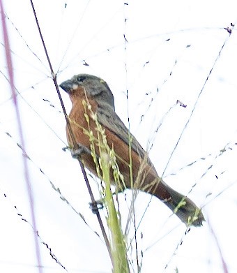 Ruddy-breasted Seedeater - ML148977701
