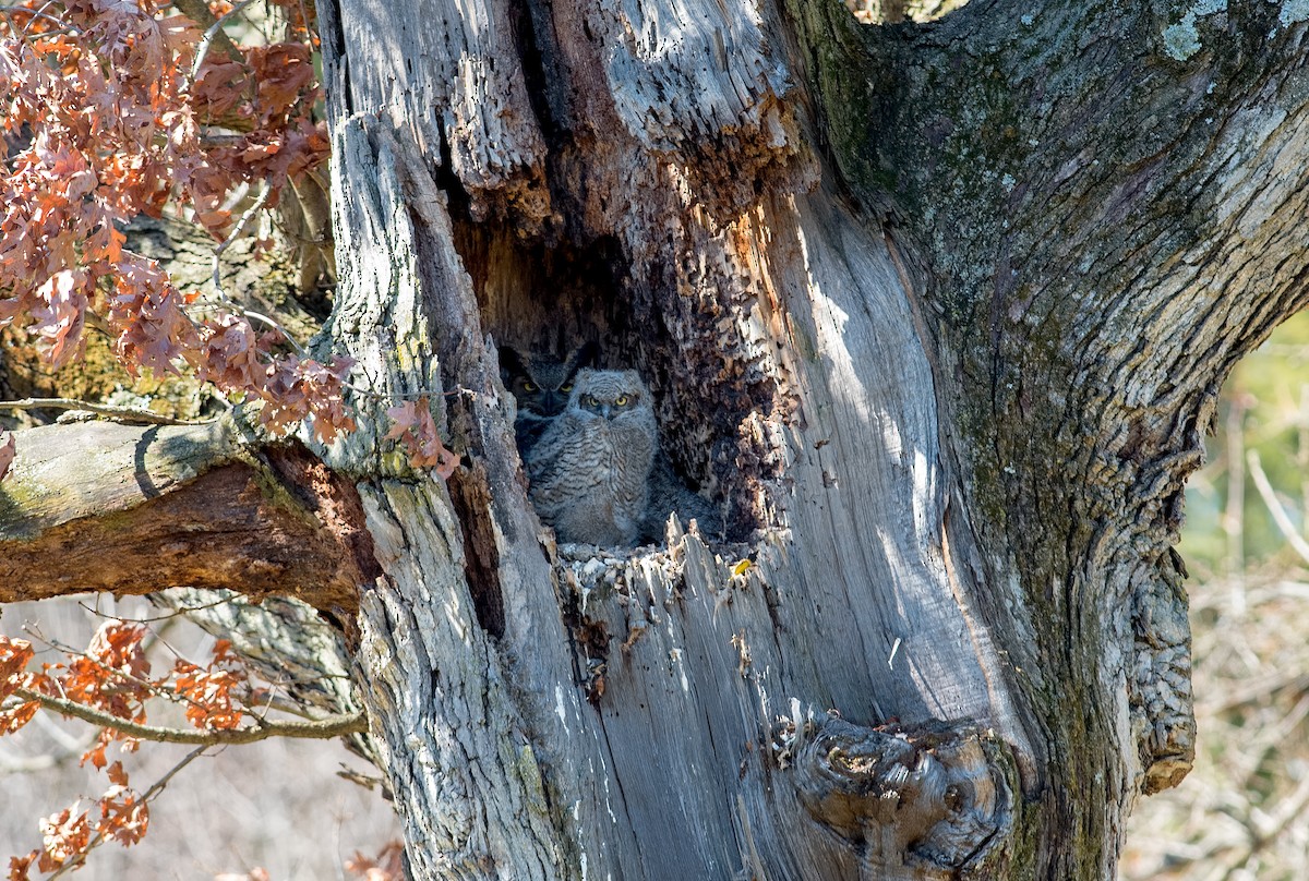 Great Horned Owl - Shailesh Pinto