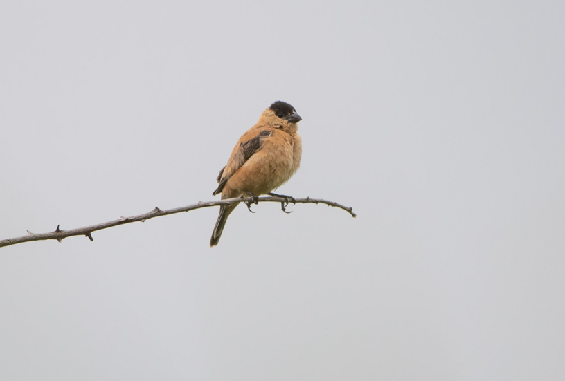 Copper Seedeater - Carlos Moura