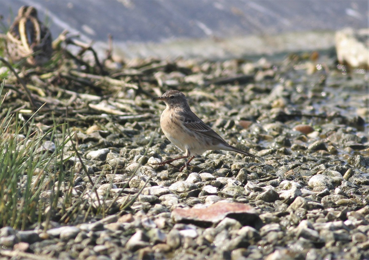 Water Pipit - ML148980481