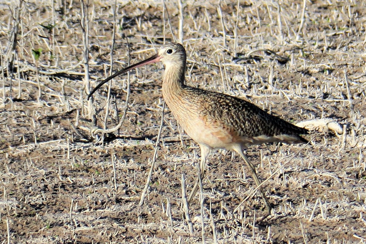 Long-billed Curlew - ML148980491
