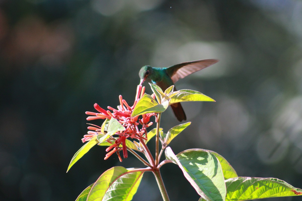 Rufous-tailed Hummingbird - Nathaniel Watkins