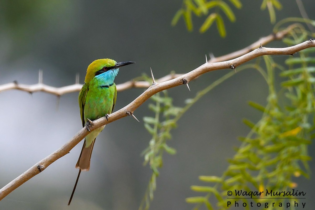 Asian Green Bee-eater - Waqar Mursalin