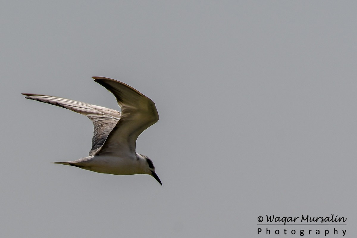 Gull-billed Tern - Waqar Mursalin