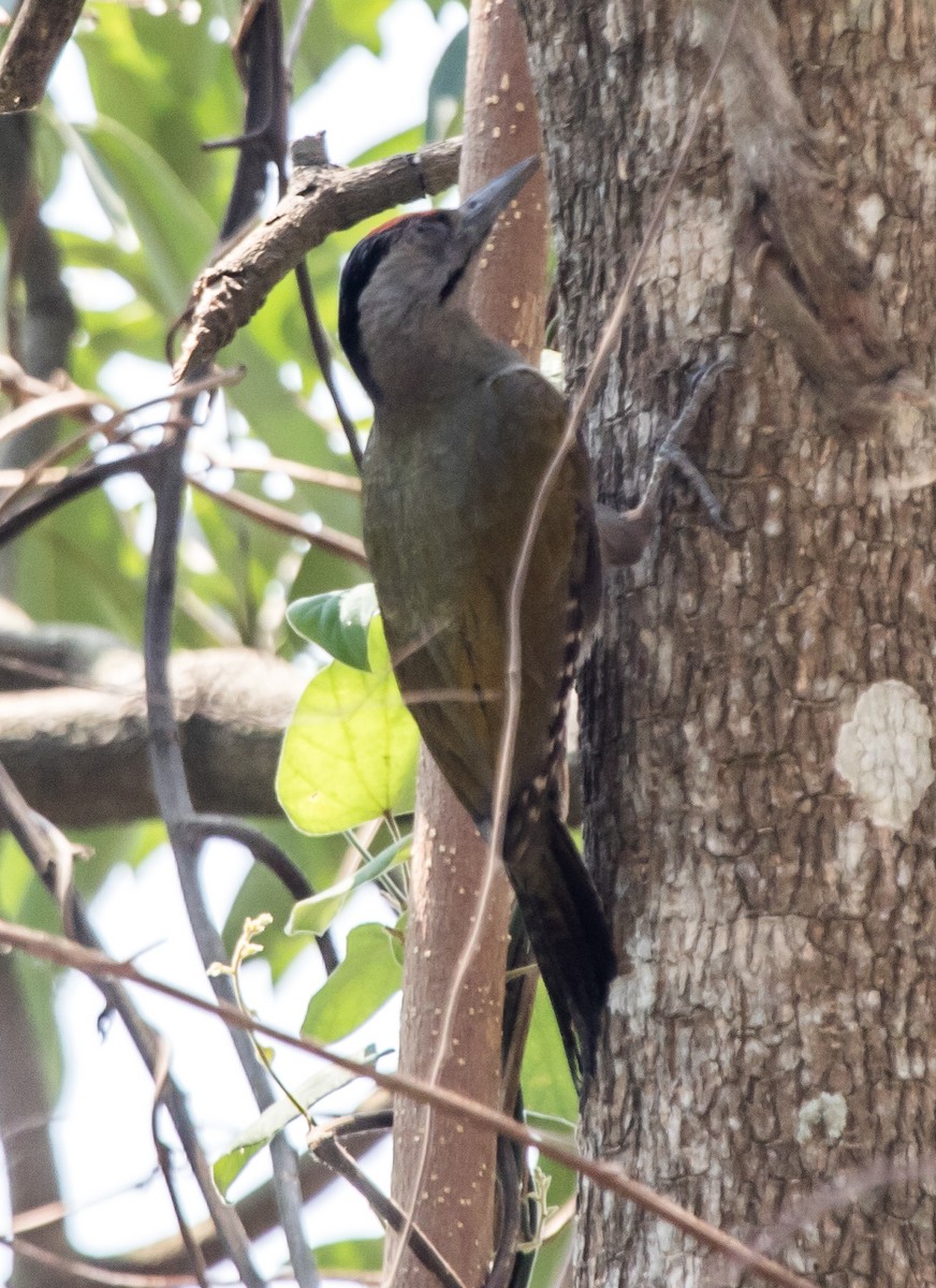 Gray-headed Woodpecker - Ashish John