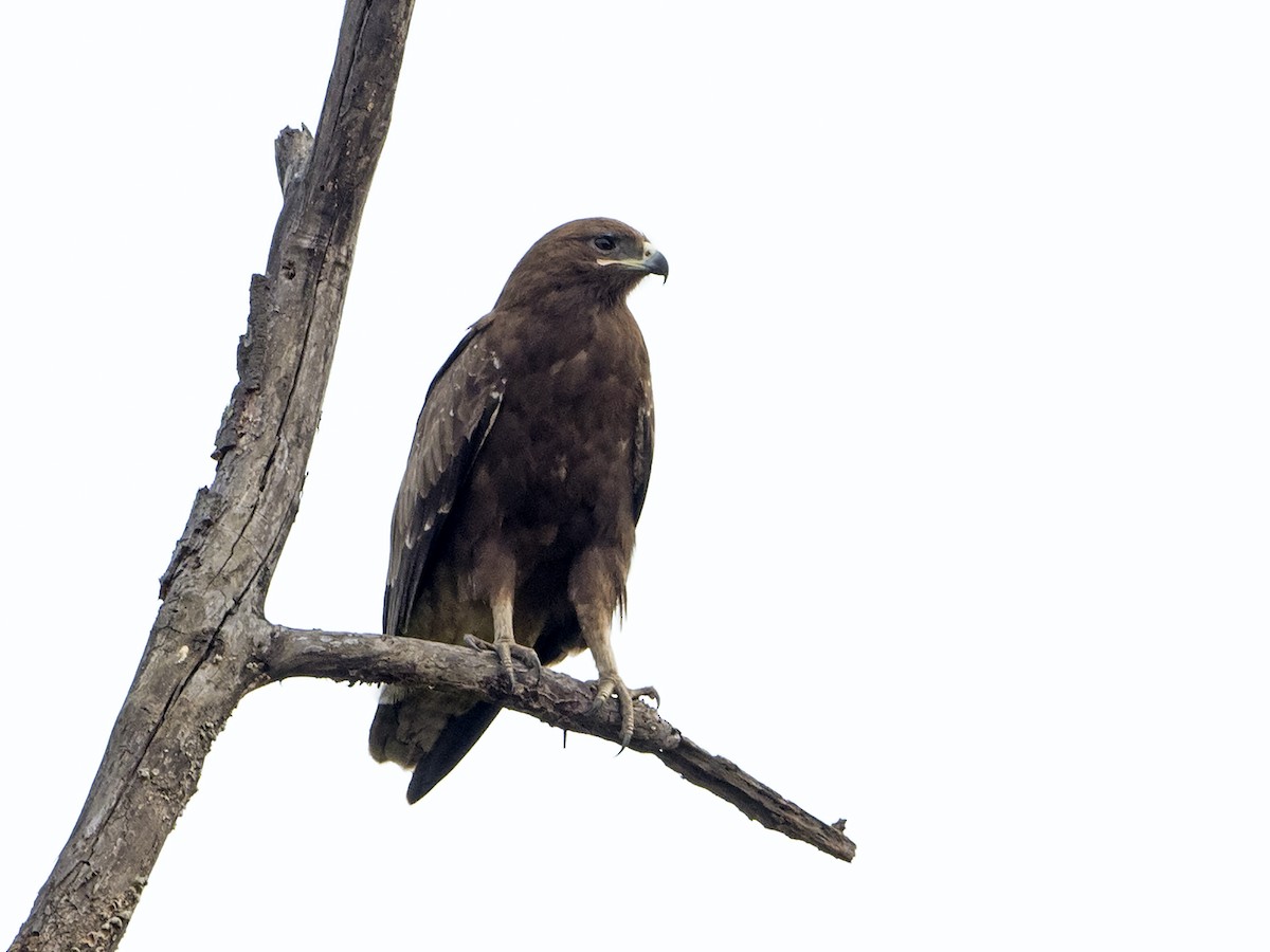 Indian Spotted Eagle - ML148990401