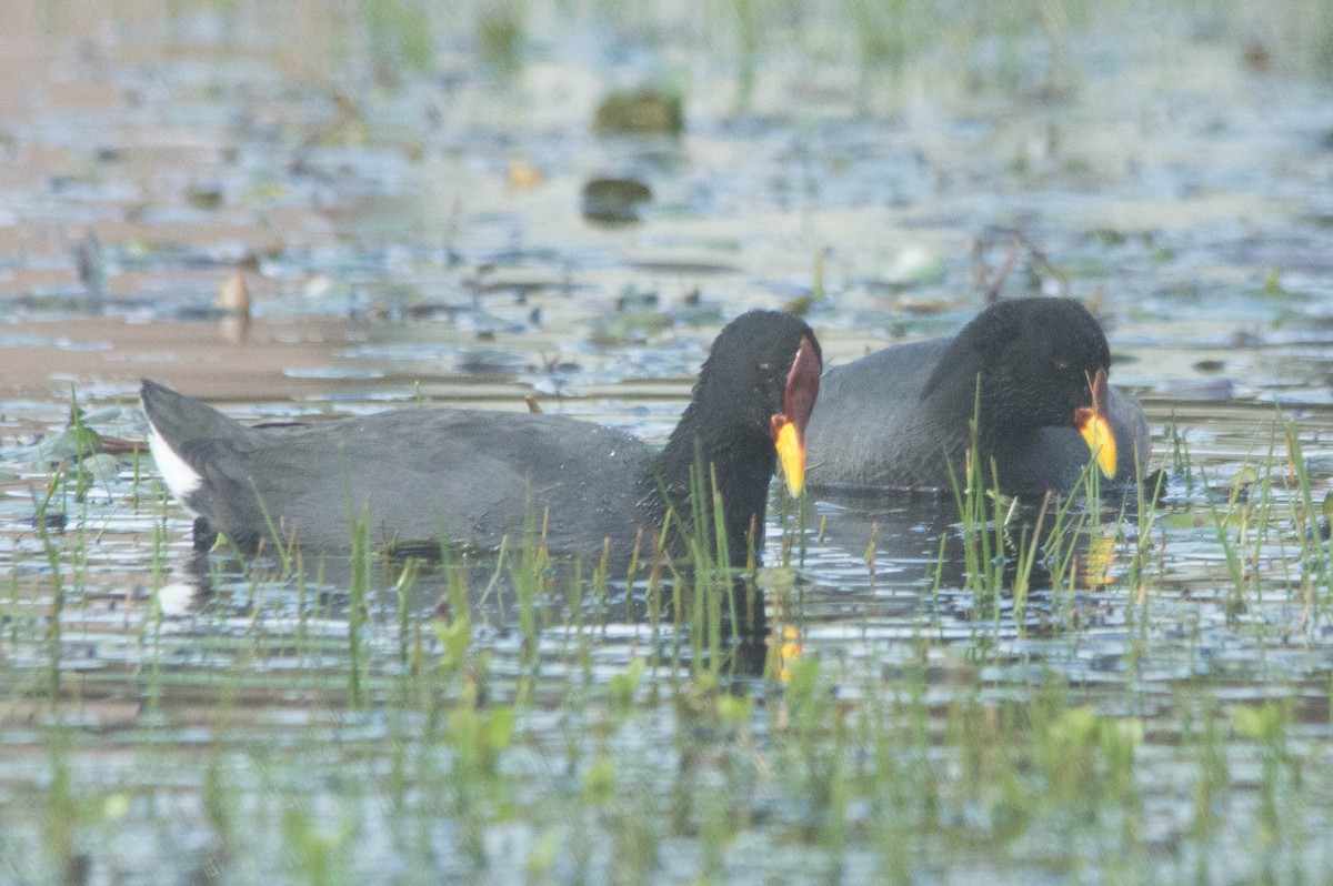 Red-fronted Coot - Martin Abreu