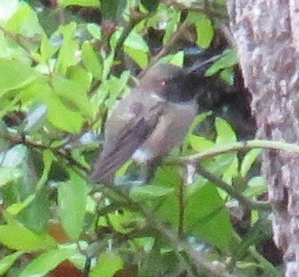 Black-chinned Hummingbird - ML148990851