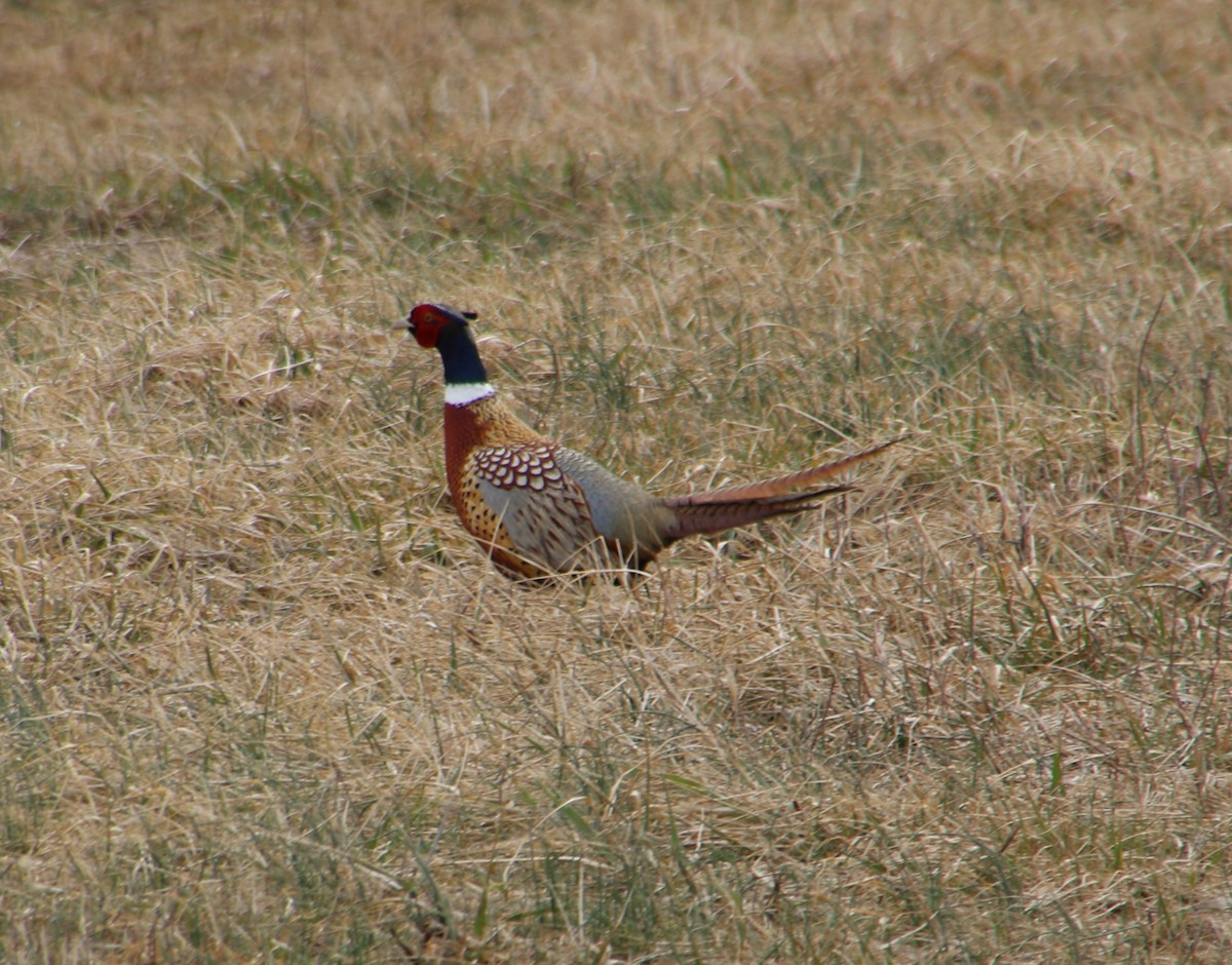 eBird Checklist - 2 Apr 2019 - Nations Road Avon NY - 1 species