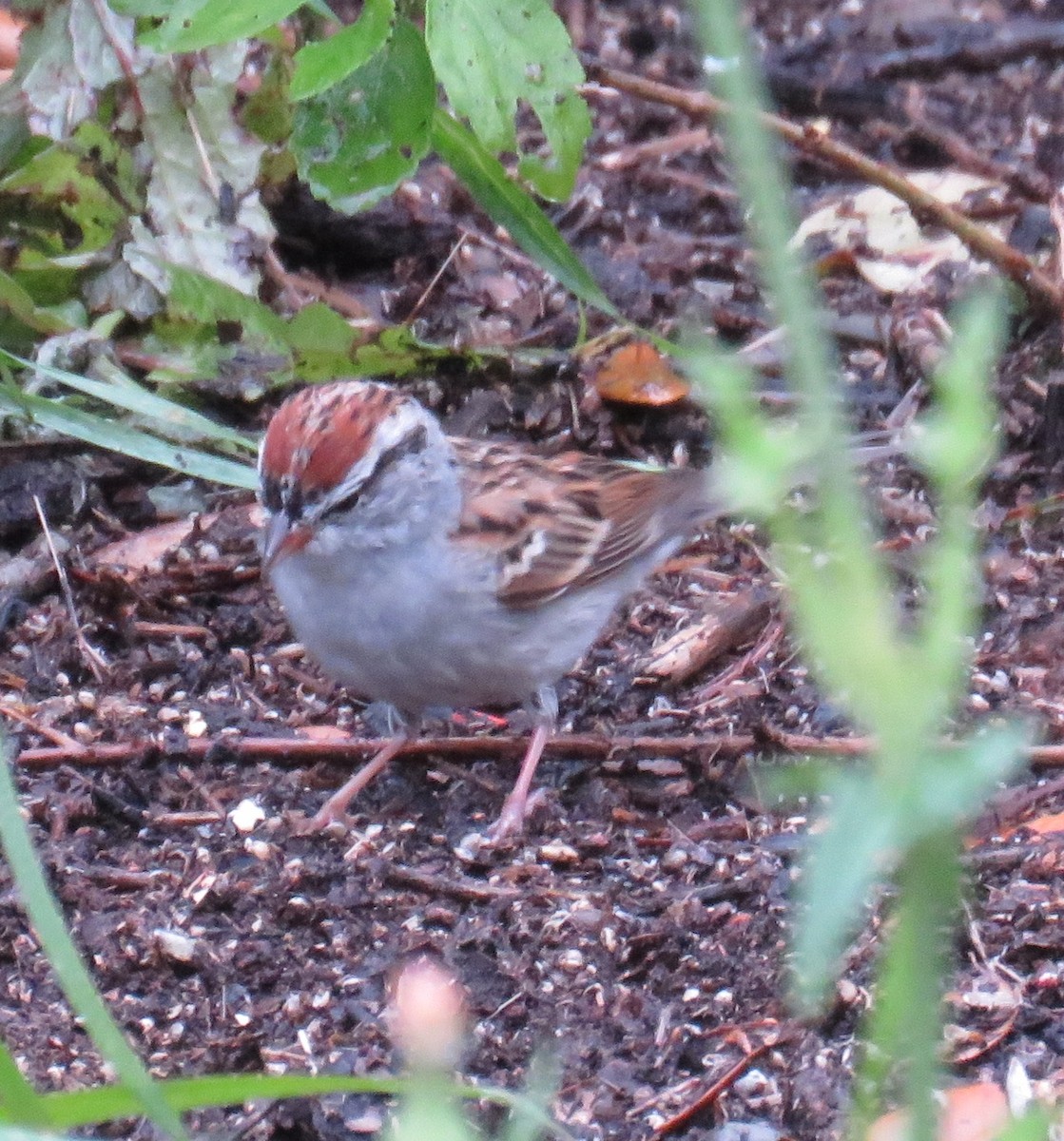 Chipping Sparrow - ML148991811
