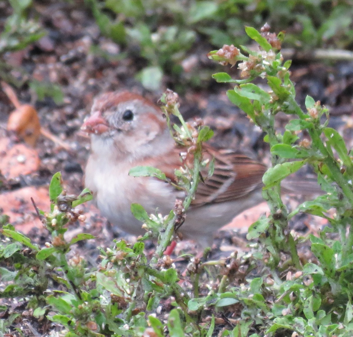 Field Sparrow - ML148991871